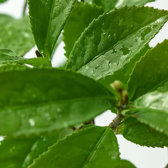 GREEN TEA HYALURONIC SKIN [170ml]