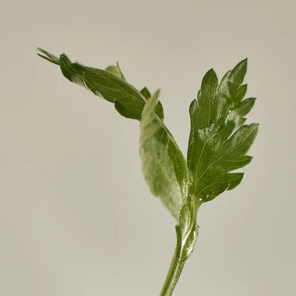 MATTE SUN STICK: MUGWORT + CAMELIA SPF50+ BROAD SPECTRUM [18g]